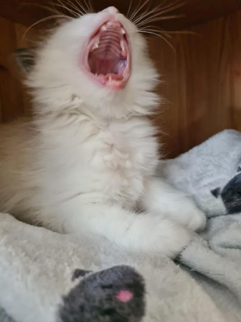 Neva Masquarade (mit Papiere) Sibirische Katze Kitten seal tabby point 