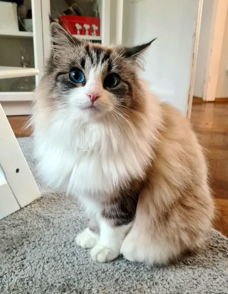 Neva Masquarade (mit Papiere) Sibirische Katze Kitten seal tabby point 