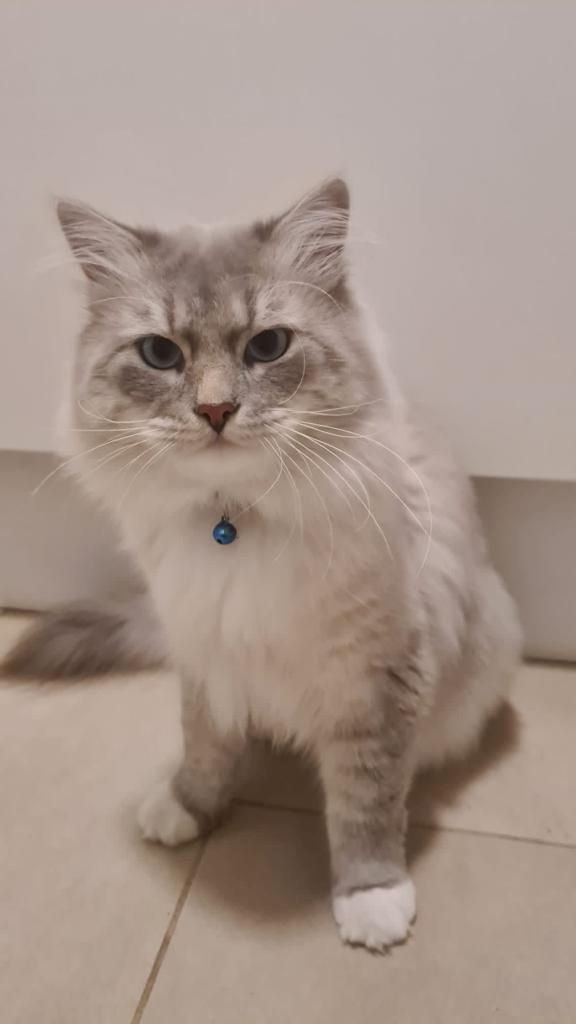 Neva Masquarade (mit Papiere) Sibirische Katze Kitten seal tabby point 