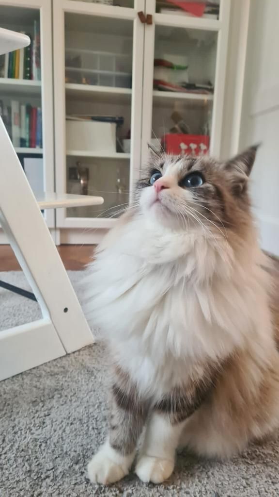 Neva Masquarade (mit Papiere) Sibirische Katze Kitten seal tabby point 