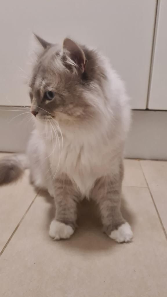 Neva Masquarade (mit Papiere) Sibirische Katze Kitten seal tabby point 