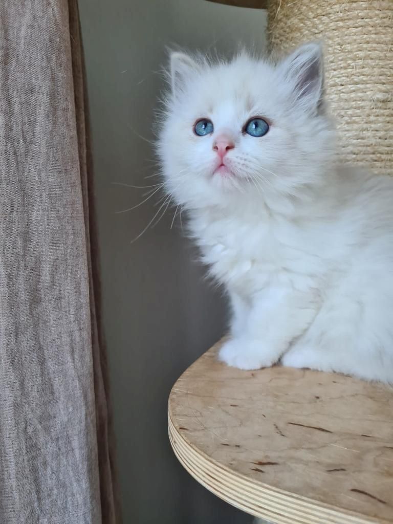 Neva Masquarade (mit Papiere) Sibirische Katze Kitten seal tabby point 