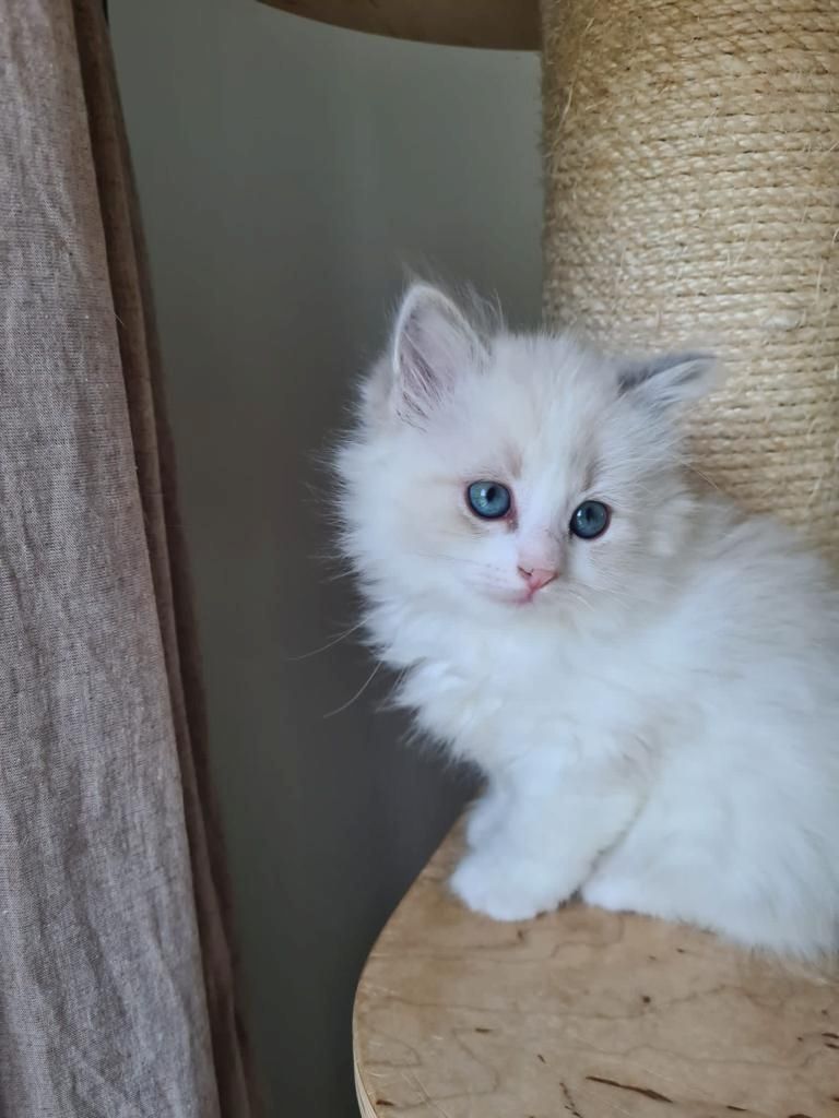 Neva Masquarade (mit Papiere) Sibirische Katze Kitten seal tabby point 