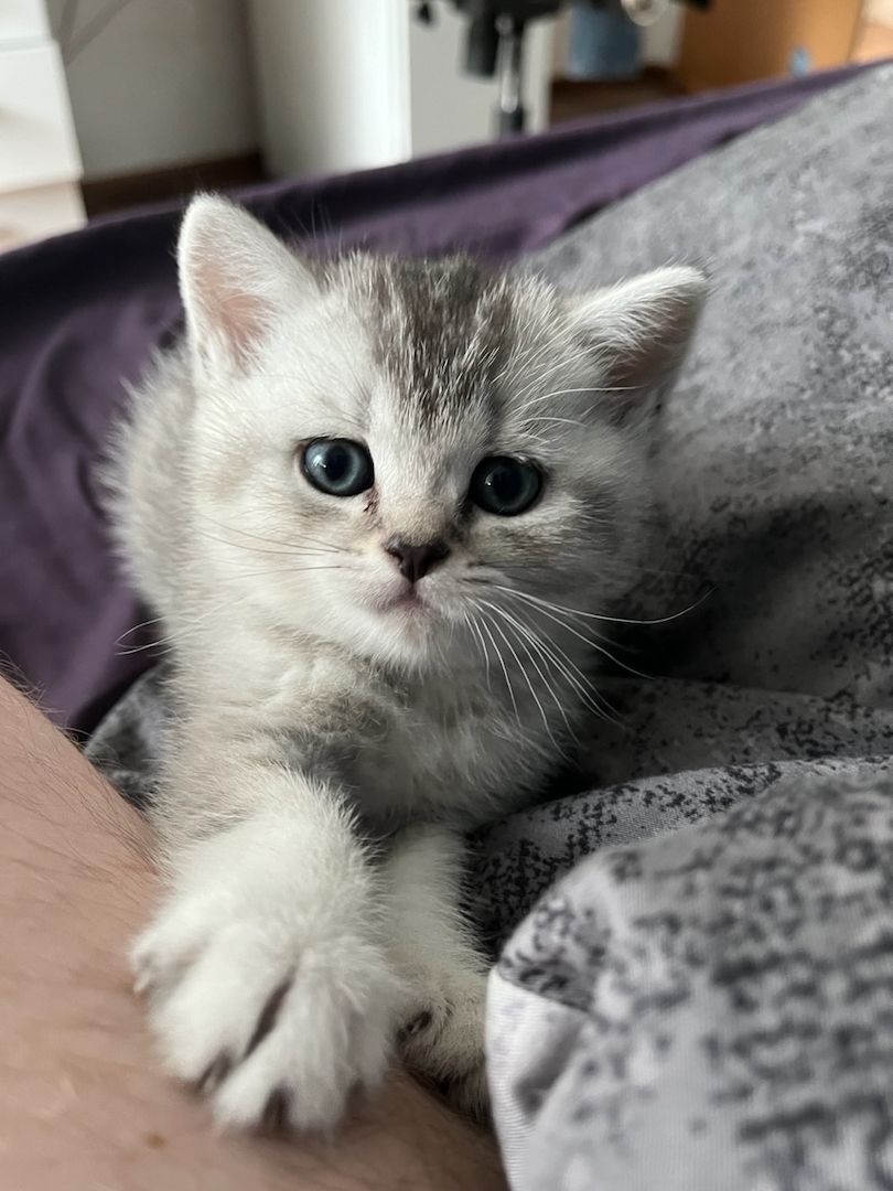 Reinrassige BKH Kitten in schwarz-weiß