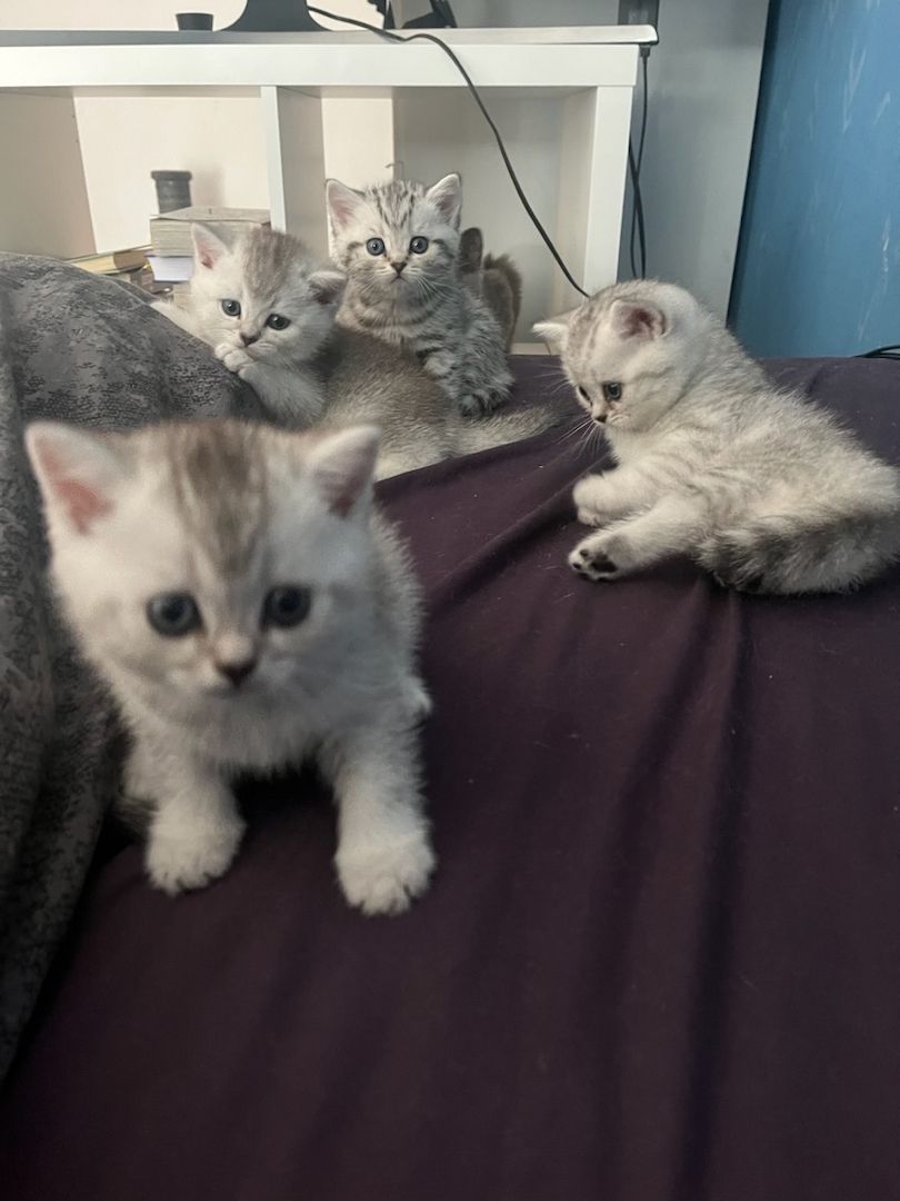 Reinrassige BKH Kitten in schwarz-weiß