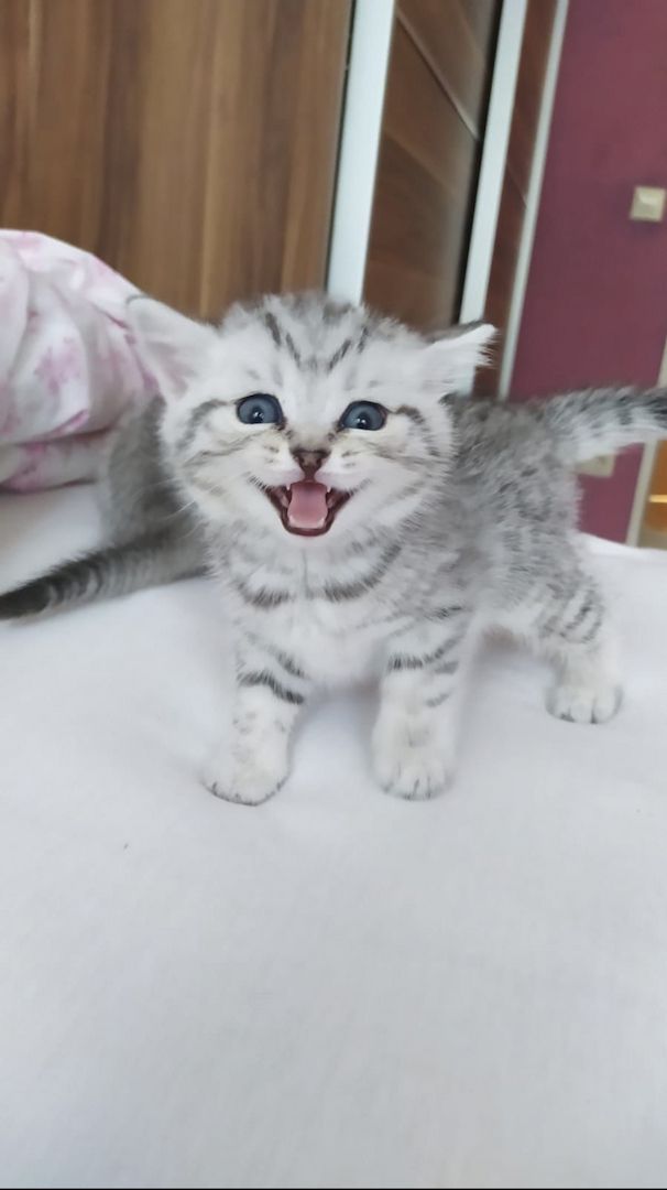 Reinrassige BKH Kitten in schwarz-weiß