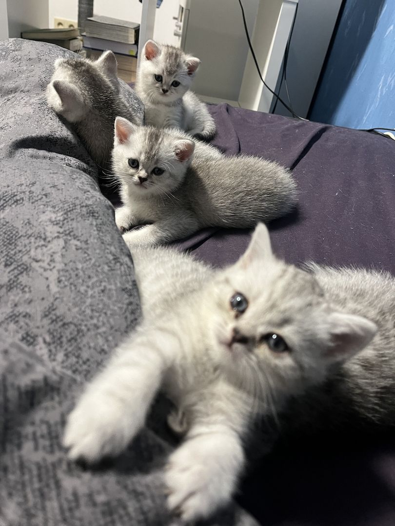 Reinrassige BKH Kitten in schwarz-weiß