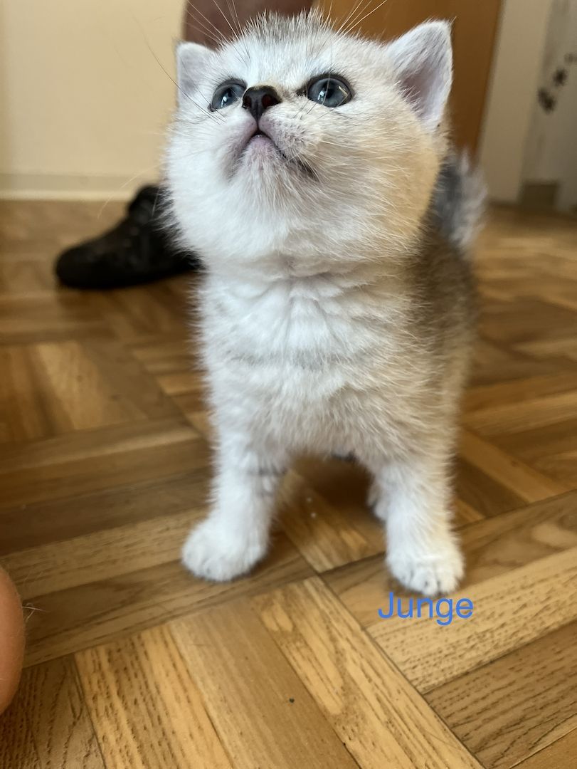 Reinrassige BKH Kitten in schwarz-weiß