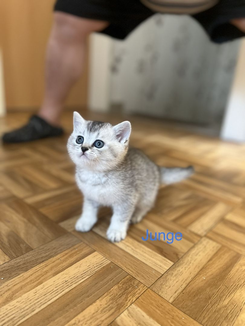 Reinrassige BKH Kitten in schwarz-weiß