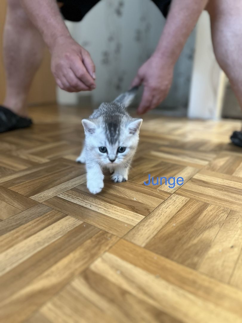Reinrassige BKH Kitten in schwarz-weiß