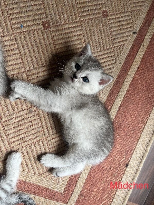 Reinrassige BKH Kitten in schwarz-weiß