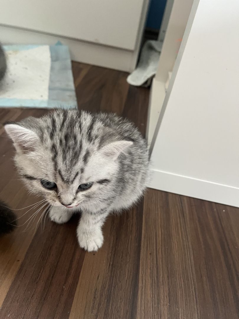 Reinrassige BKH Kitten in schwarz-weiß