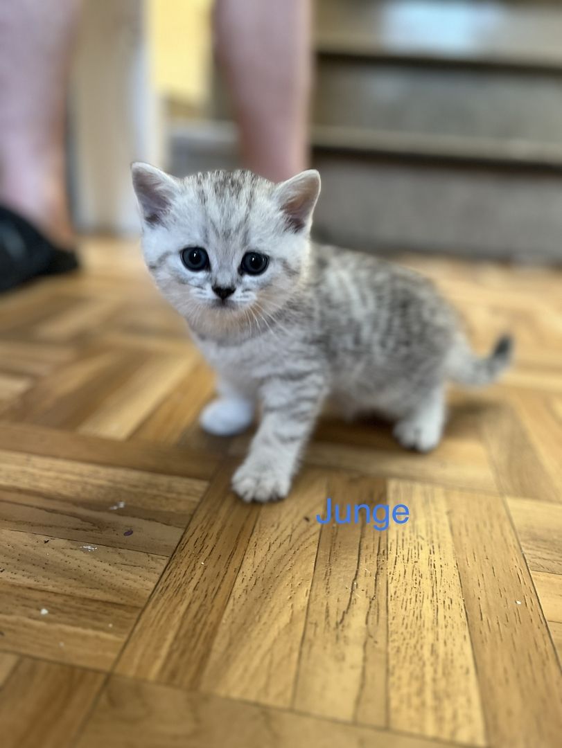 Reinrassige BKH Kitten in schwarz-weiß