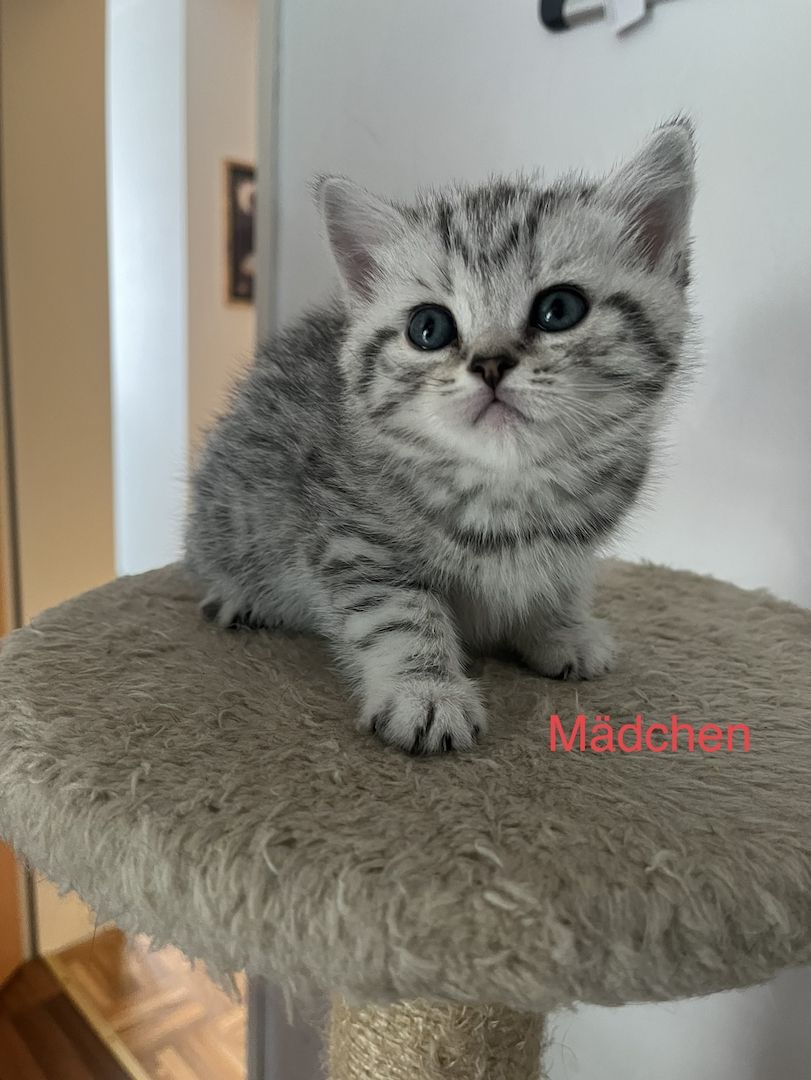 Reinrassige BKH Kitten in schwarz-weiß