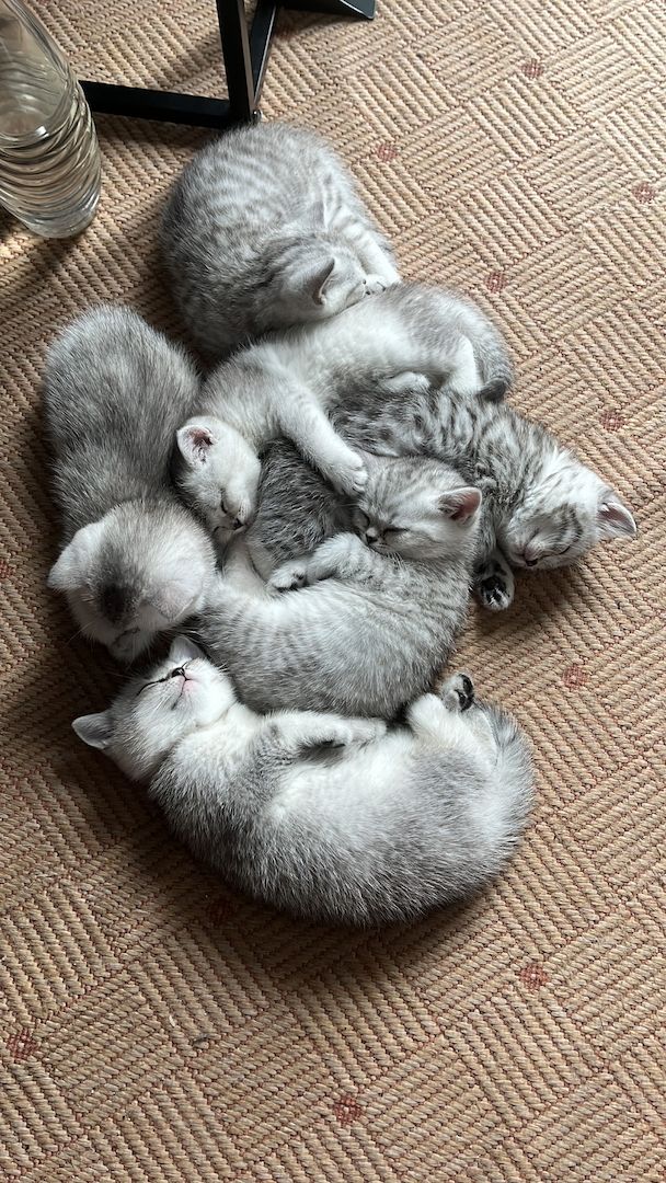 Reinrassige BKH Kitten in schwarz-weiß