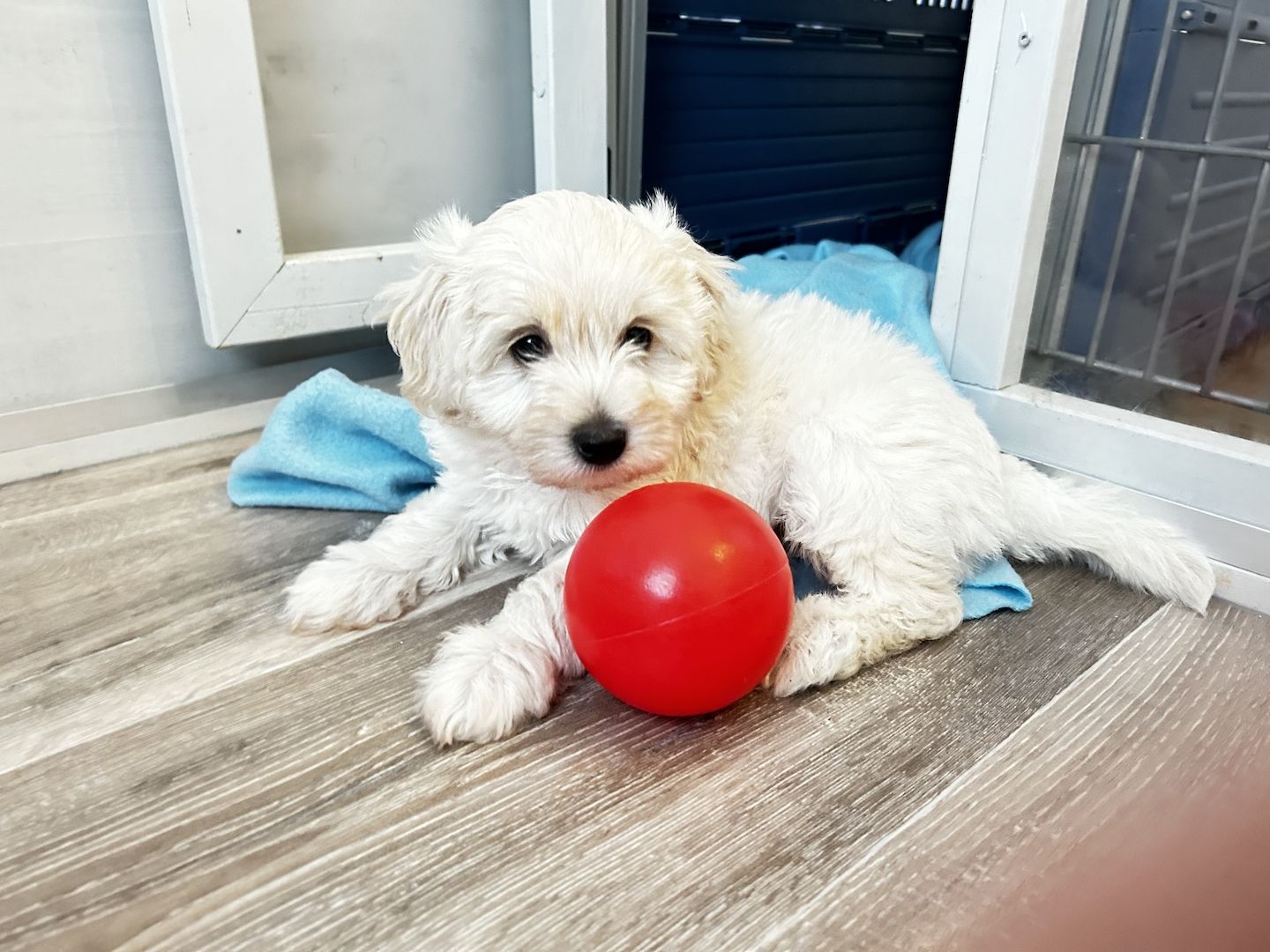Maltipoo Welpen dürfen ausziehen  Maltipoo Welpen dürfen ausziehen