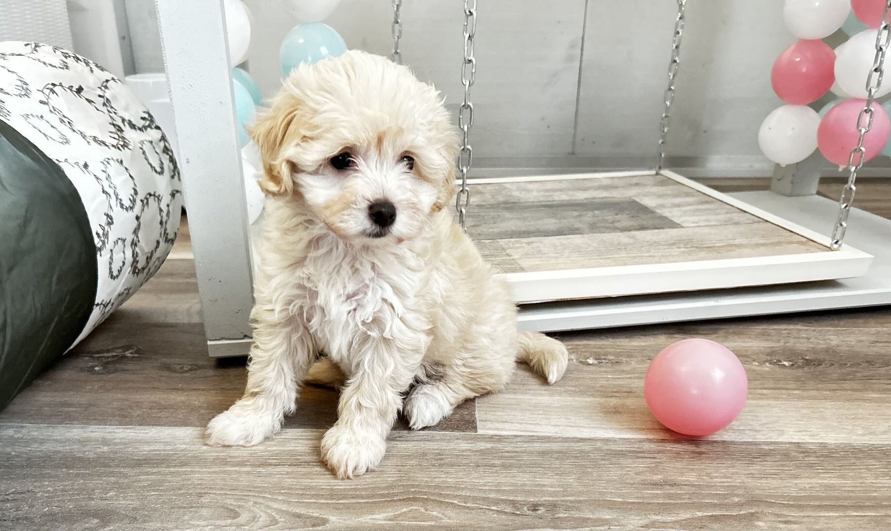Maltipoo Welpen dürfen ausziehen  Maltipoo Welpen dürfen ausziehen