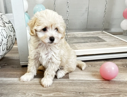 Maltipoo Welpen dürfen ausziehen 