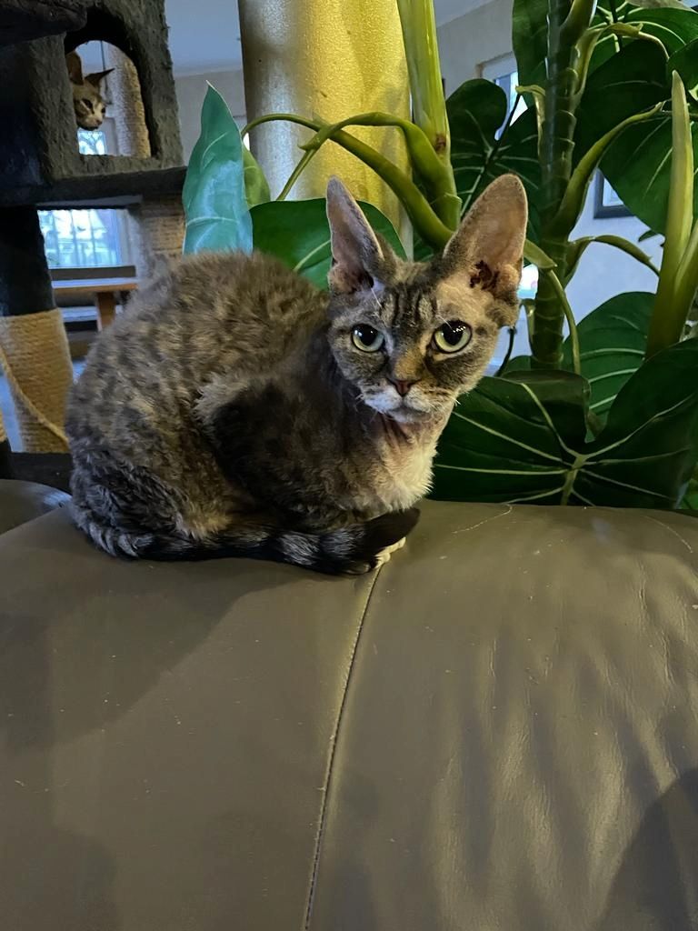 Devon Rex