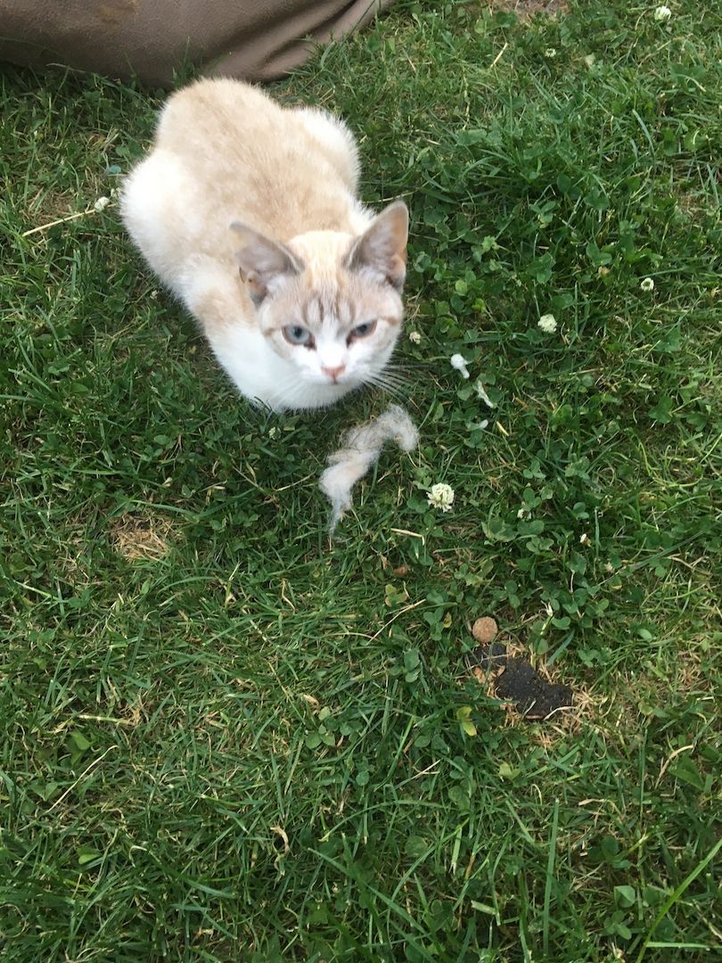 Britischkurzharr mix Bkh