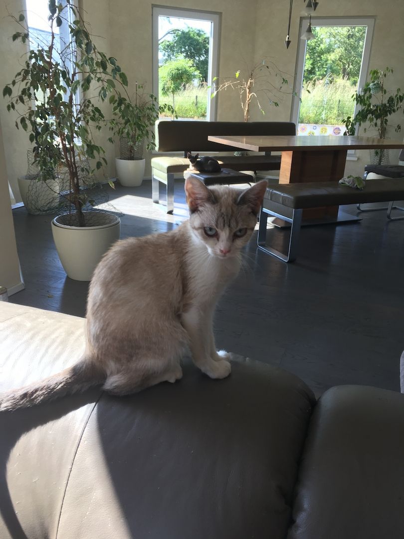 Britischkurzharr mix Bkh