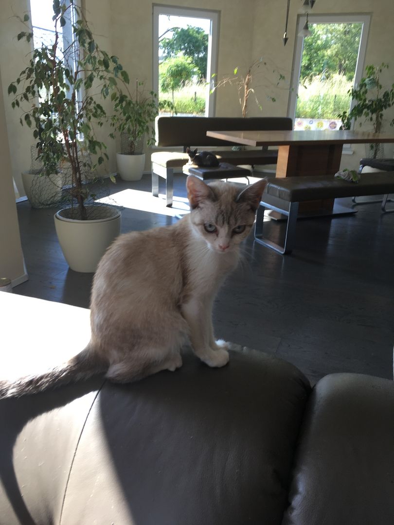 Britischkurzharr mix Bkh