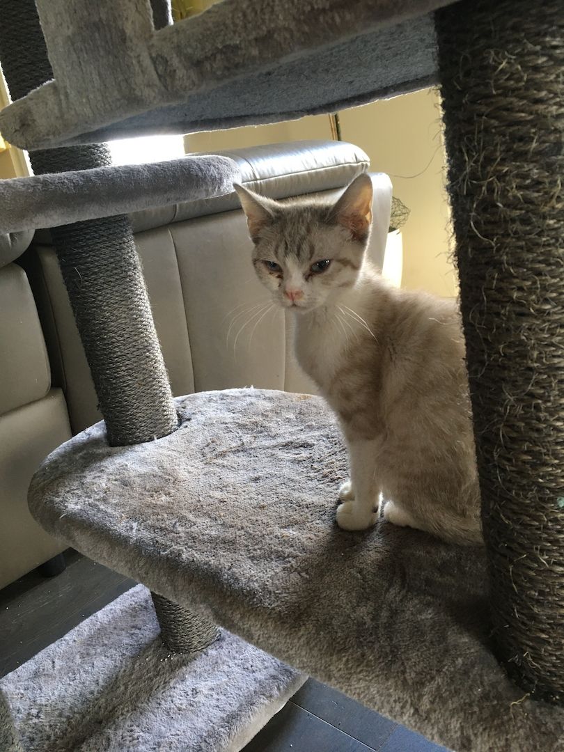 Britischkurzharr mix Bkh