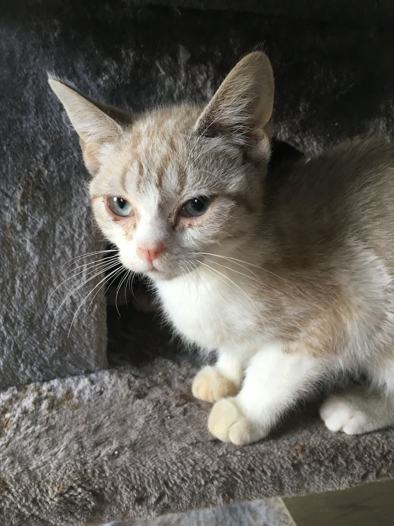 Britischkurzharr mix Bkh