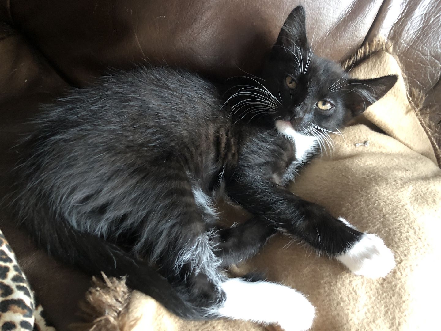 Kätzchen in gute Hände abzugeben