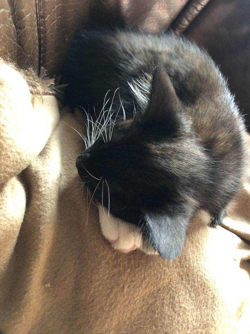 Kätzchen in gute Hände abzugeben