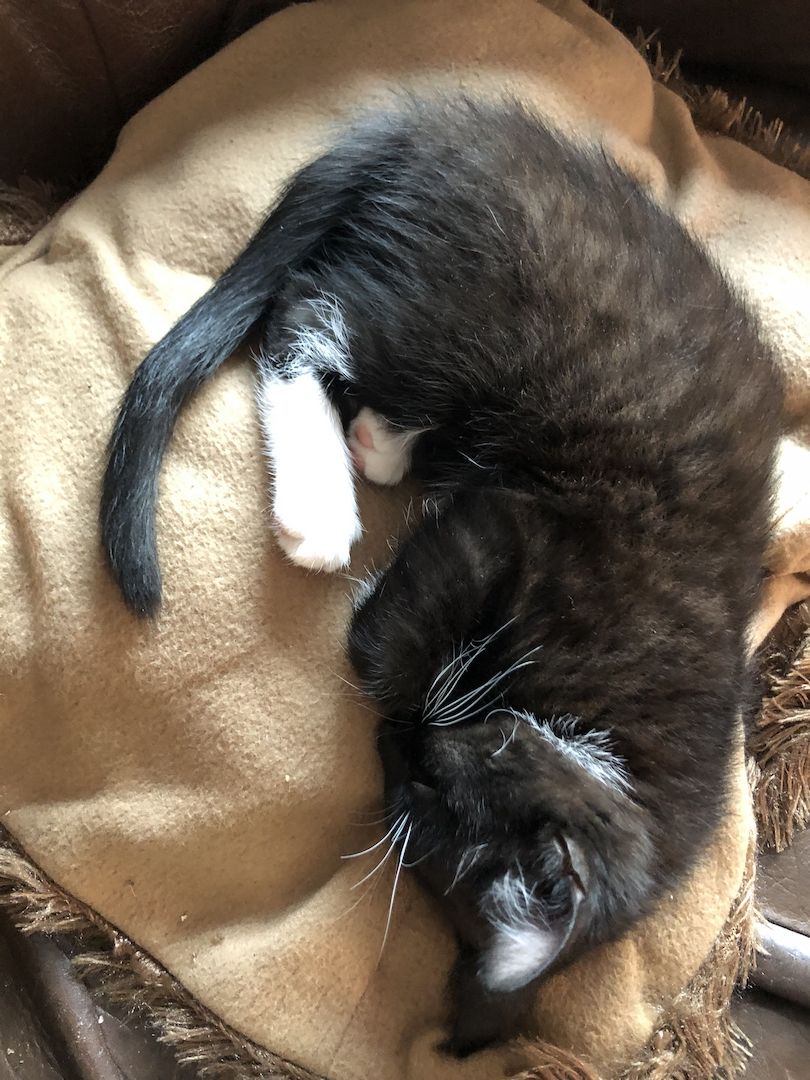 Kätzchen in gute Hände abzugeben