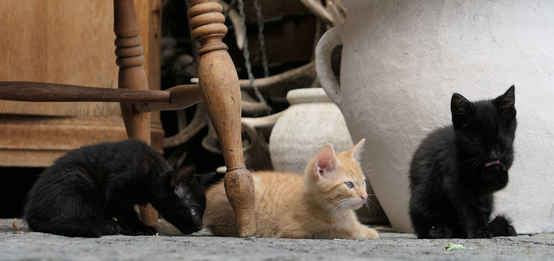 Kätzchen, gesunde, verspielte Kitten