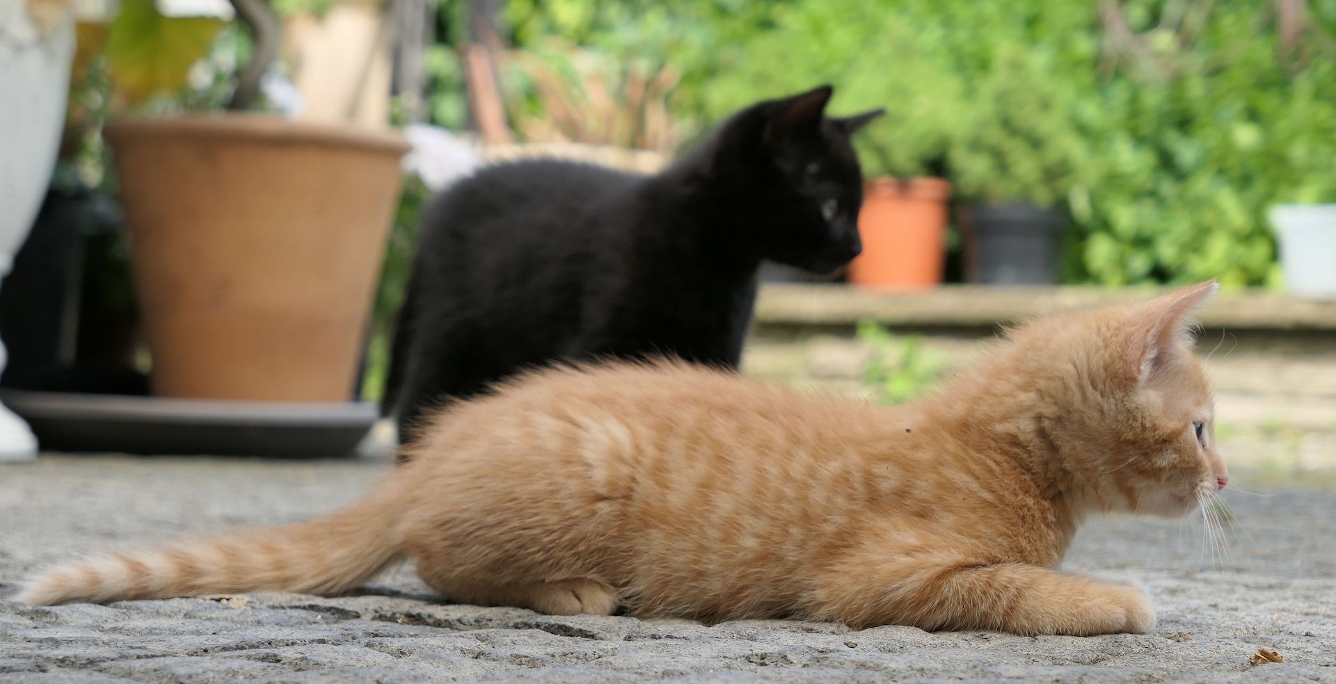 Kätzchen, gesunde, verspielte Kitten