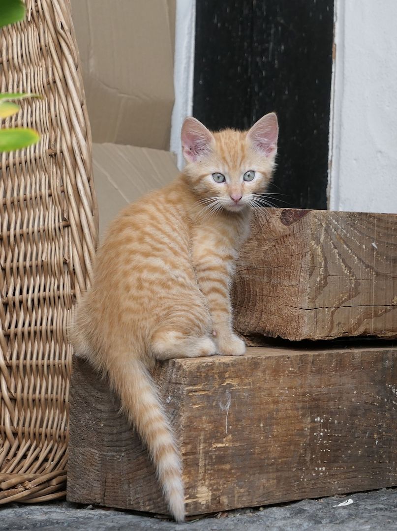 Kätzchen, gesunde, verspielte Kitten