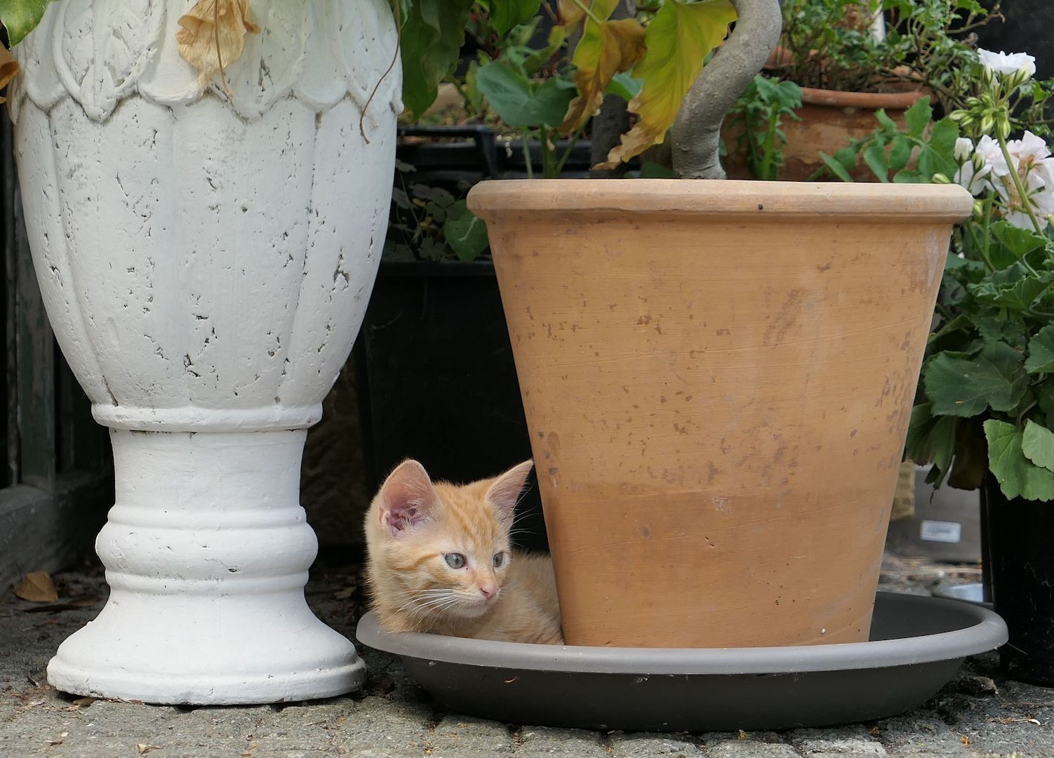 Kätzchen, gesunde, verspielte Kitten