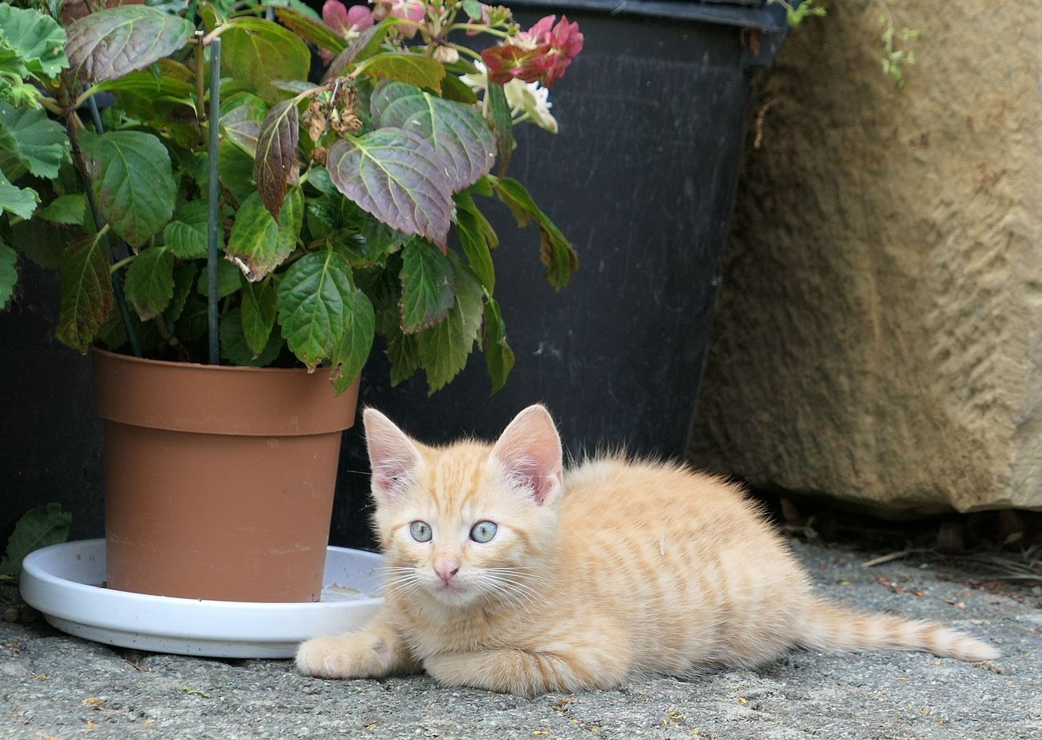 Kätzchen, gesunde, verspielte Kitten