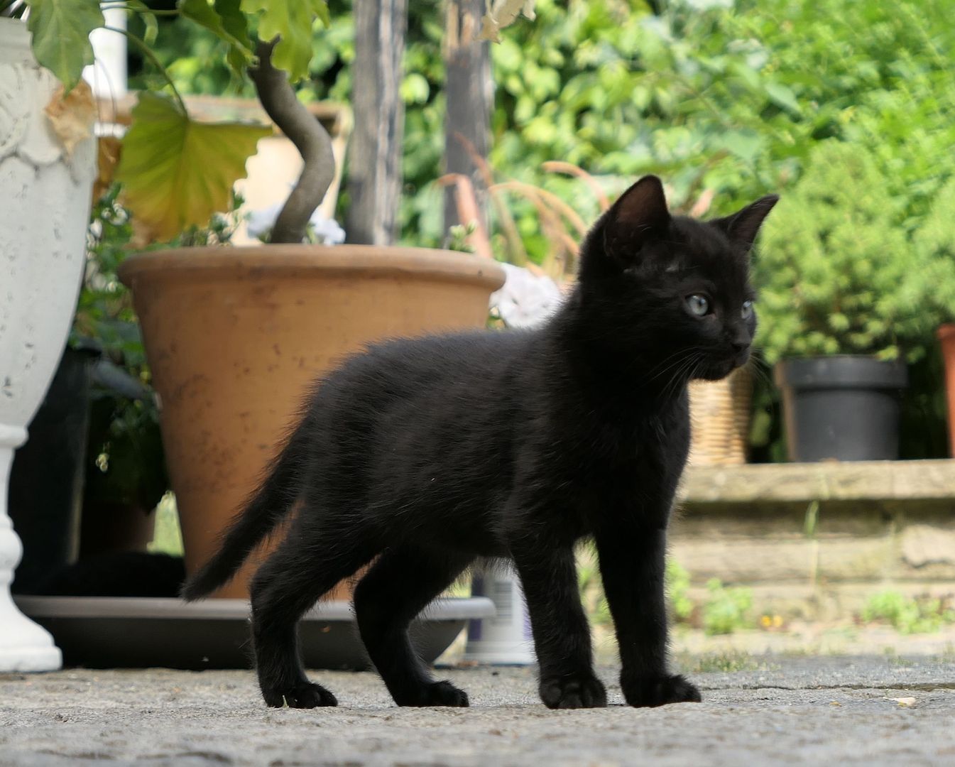 Kätzchen, gesunde, verspielte Kitten