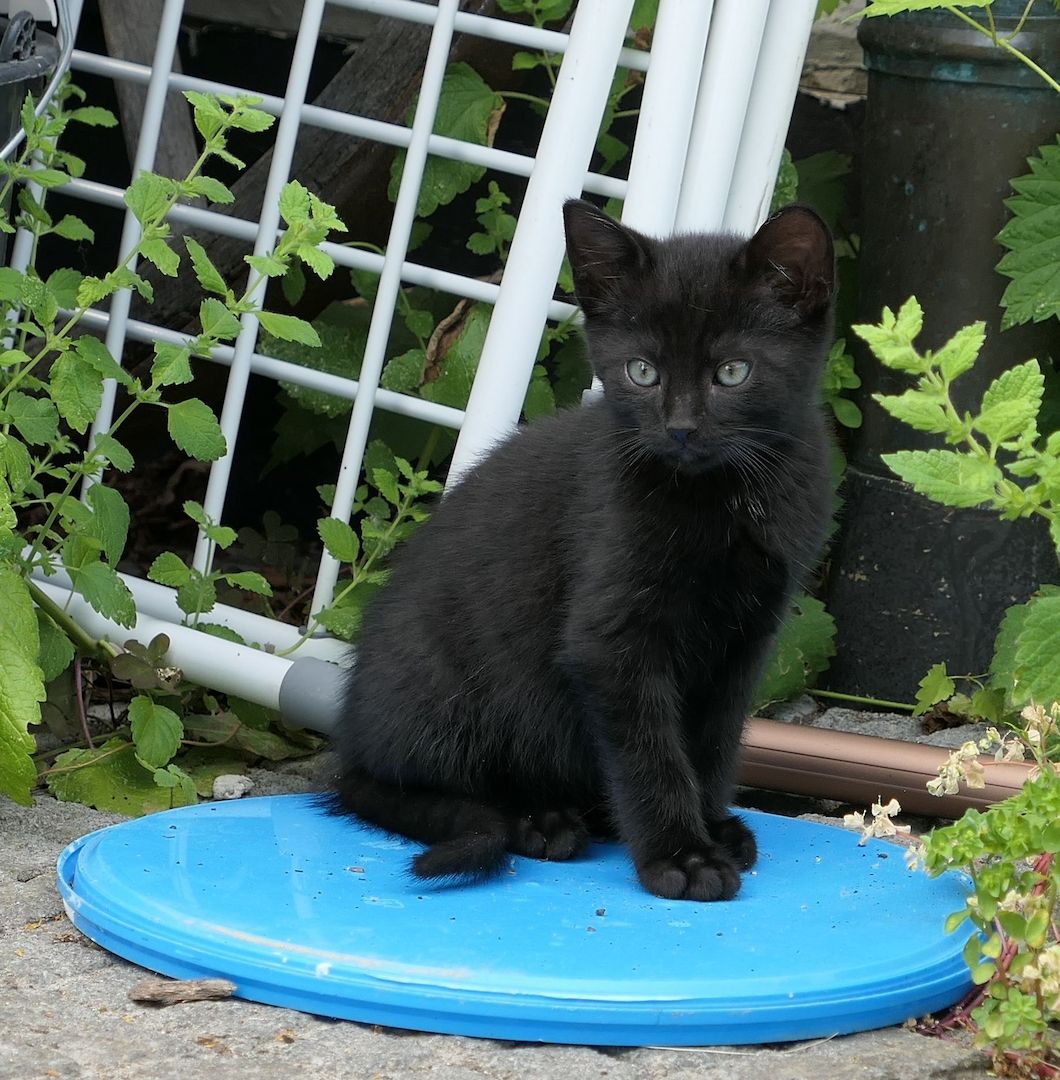 Kätzchen, gesunde, verspielte Kitten