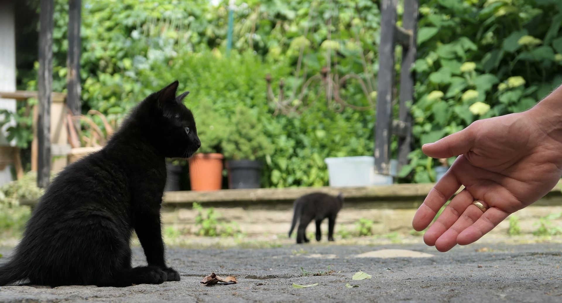 Kätzchen, gesunde, verspielte Kitten
