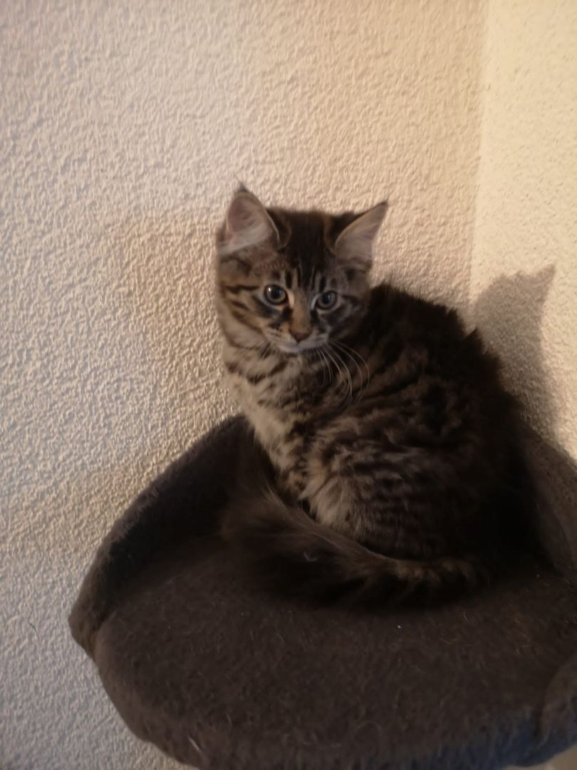 Reinrassige Maine-Coon Kitten