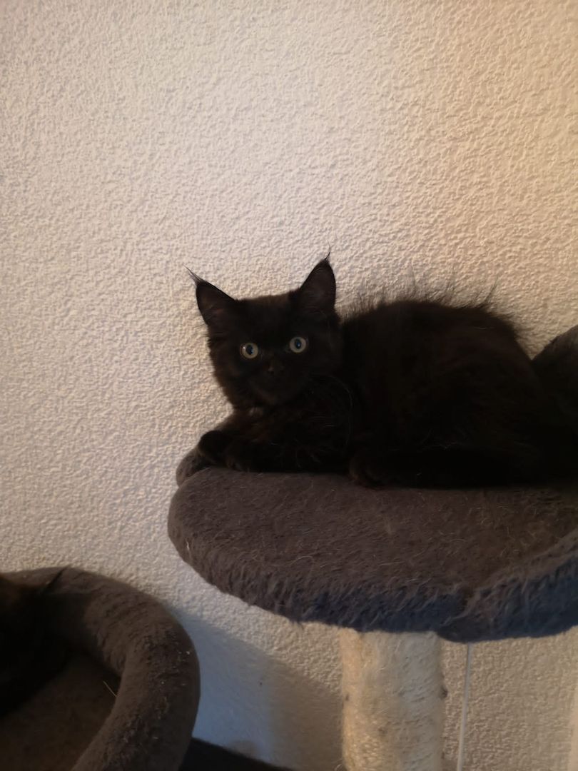 Reinrassige Maine-Coon Kitten