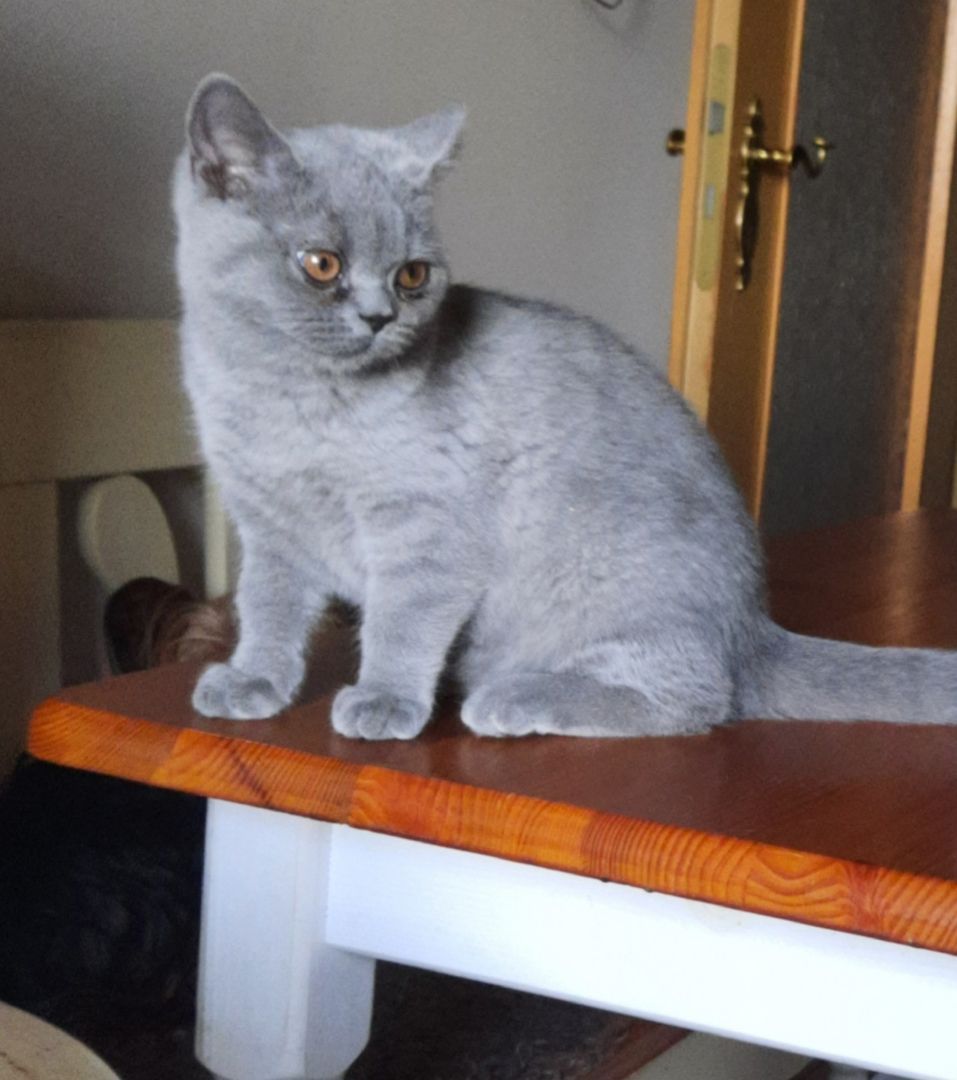 Britisch Kurzhaar Kitten