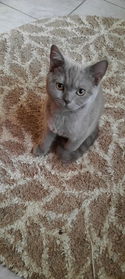 Britisch Kurzhaar Kitten