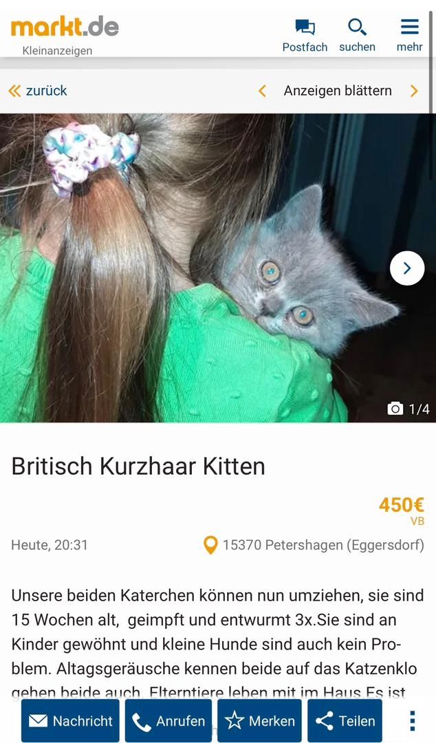 Britisch Kurzhaar Kitten