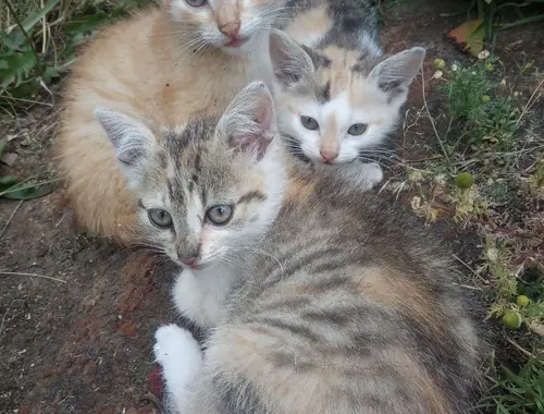 Katzenkinder 2 bunte katzen 1 orange Katze