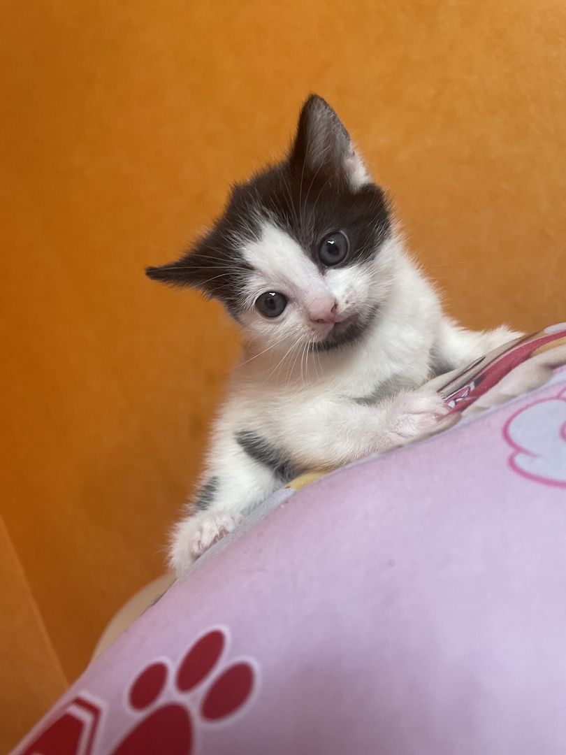 Kitten zum abgeben