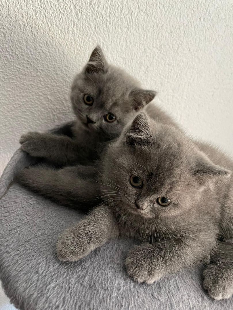 Katzenbabys British Kurzhaar