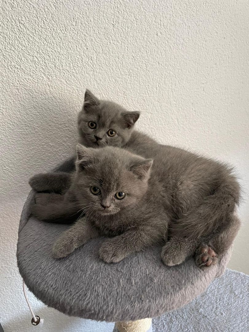 Katzenbabys British Kurzhaar