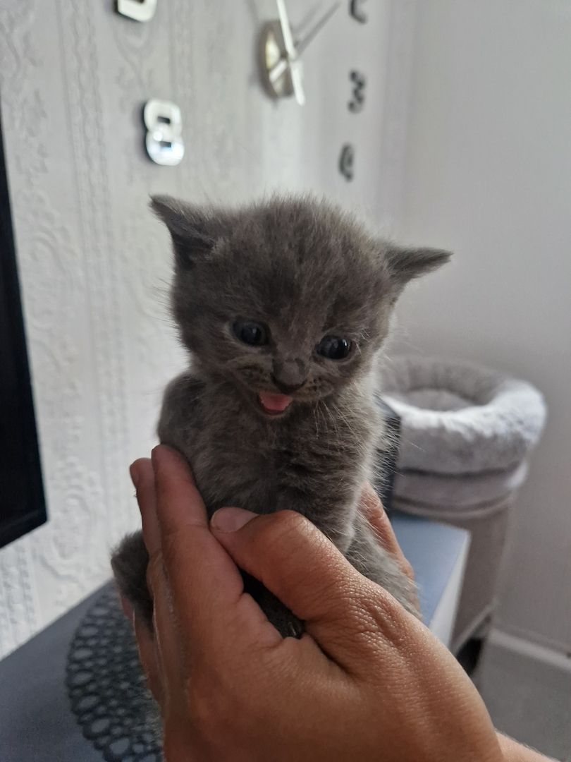 Bkh kitten