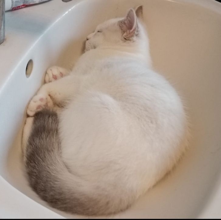 Bkh kitten reinrassig,2x geimpft